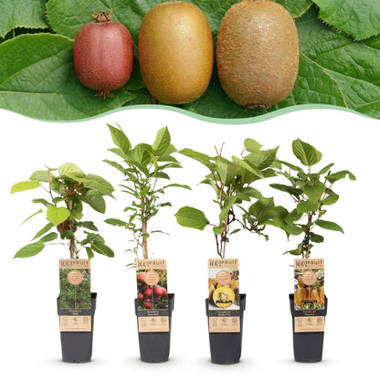 Kiwipflanze (1 mâle et 3 femelles) : 4 jeunes plants de kiwi en pots sur fond blanc, avec des kiwis rouges, jaunes et verts au-dessus.