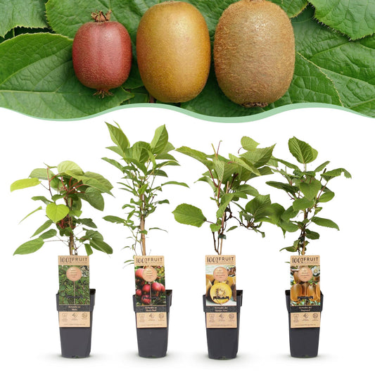Kiwipflanze (1 mâle et 3 femelles) : 4 jeunes plants de kiwi en pots sur fond blanc, avec des kiwis rouges, jaunes et verts au-dessus.
