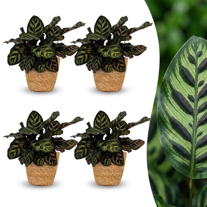 Quatre magnifiques Calathea Makoyana aux feuilles vertes foncées avec des motifs uniques, chacun dans un cache-pot panier tressé