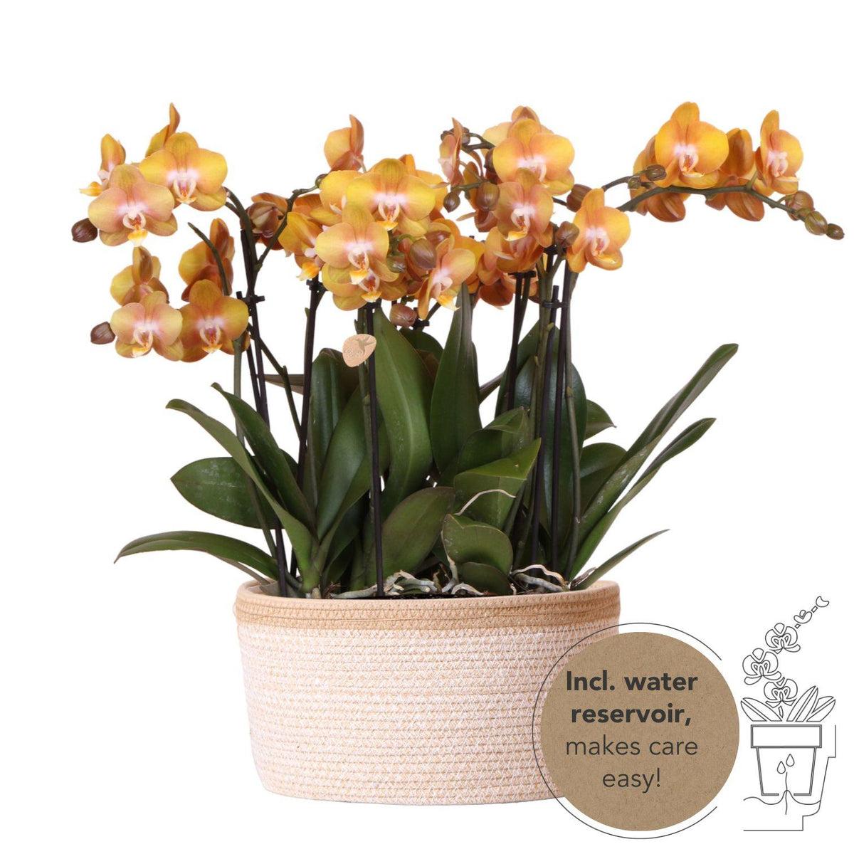 Panier de 3 orchidées Phalaenopsis orange avec réservoir d'eau - Pot 12 cm