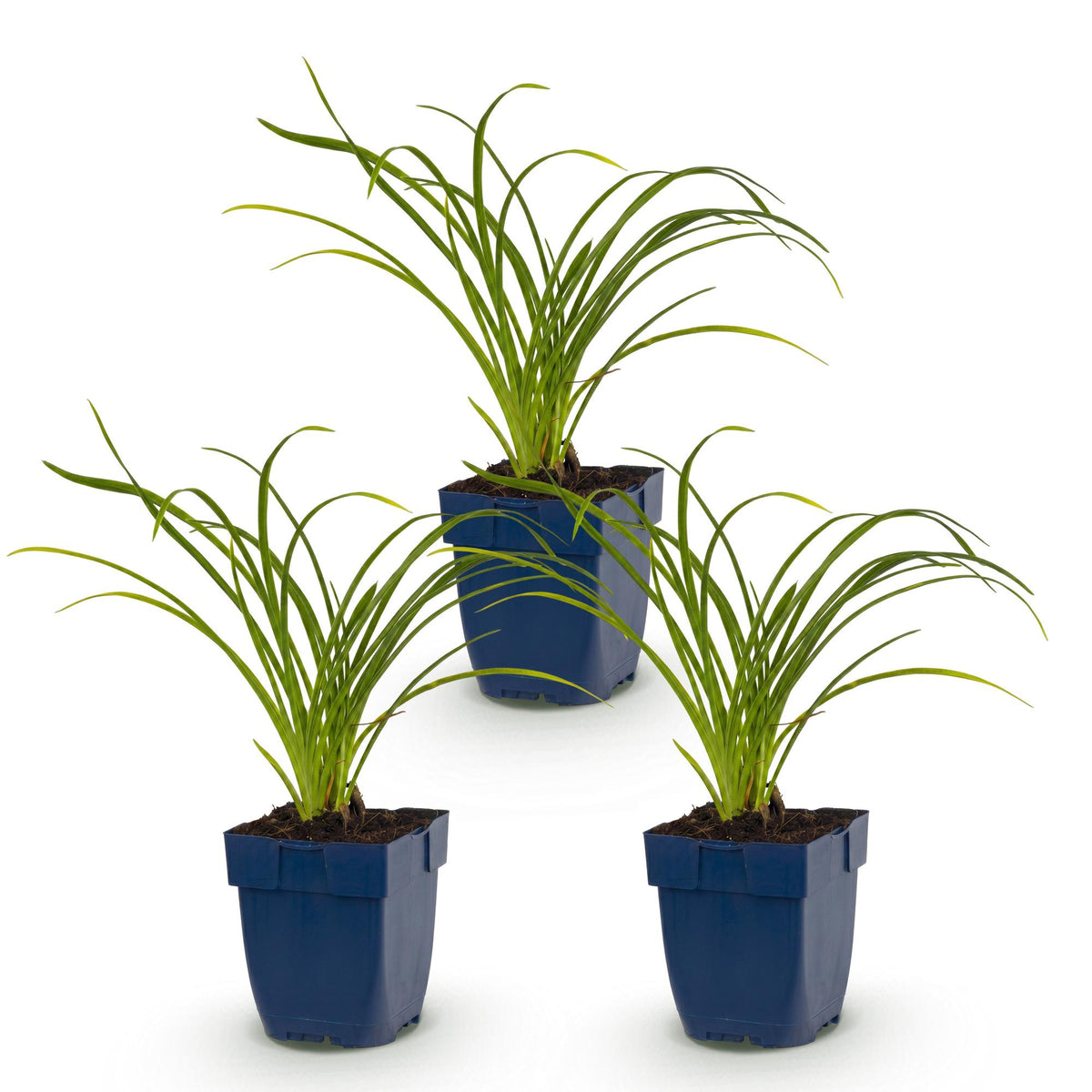 Hémérocalle 'Stella de Oro' - lot de 3 plants en pot de 11 cm