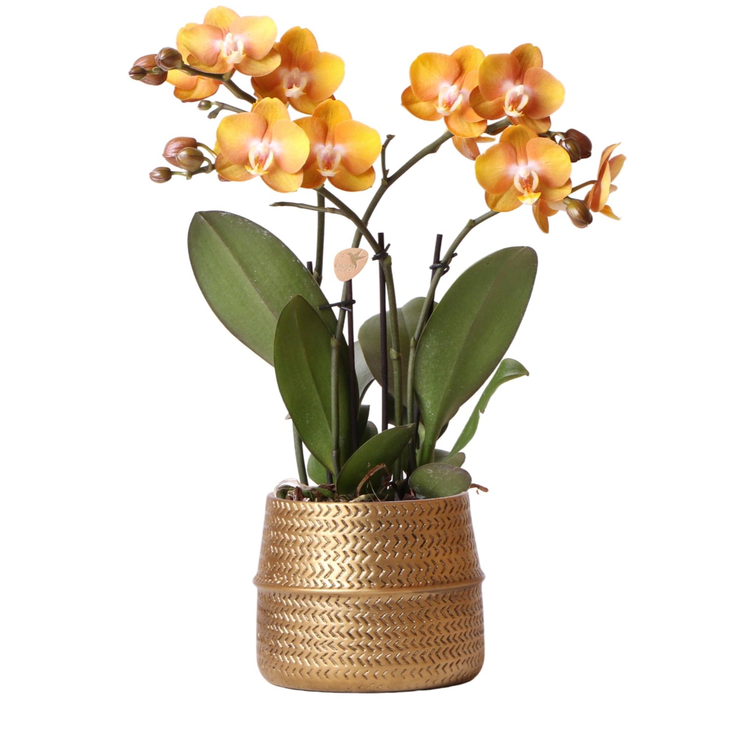 Orchidée Phalaenopsis 'Las Vegas' orange + cache-pot doré effet rainuré - Pot 12 cm