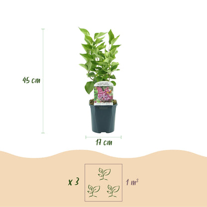 Lilas 'Michel Buchner' en pot. Infographie indiquant les dimensions du plant (hauteur 45 cm, pot 17 cm) et une densité de plantation de 3 pl