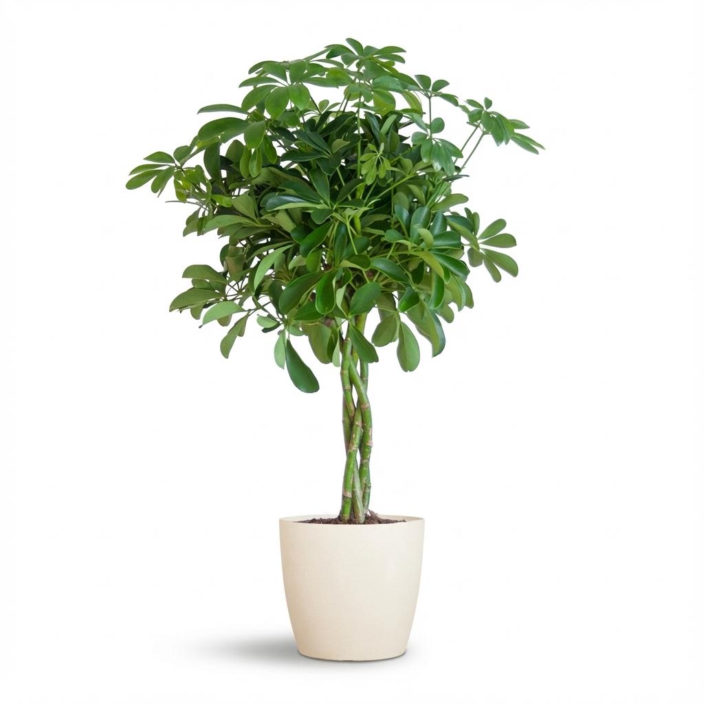 Schefflera Arabe Nora avec Potter blanc - 70cm - Ø21