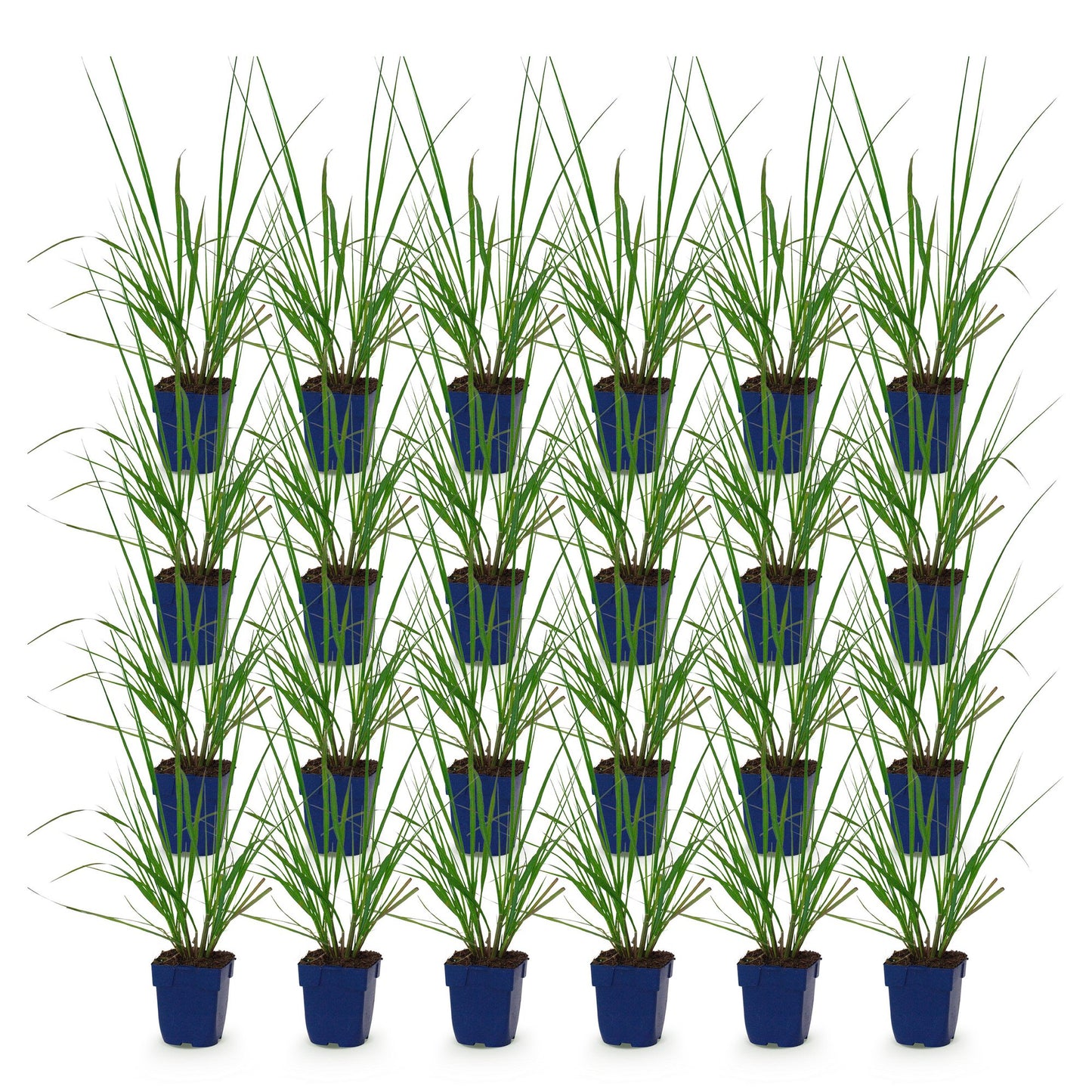Pennisetum alop. Black Beauty (Herbe à lampes), lot de plusieurs jeunes plants en pots bleus, sur fond blanc. Prêts à être plantés.