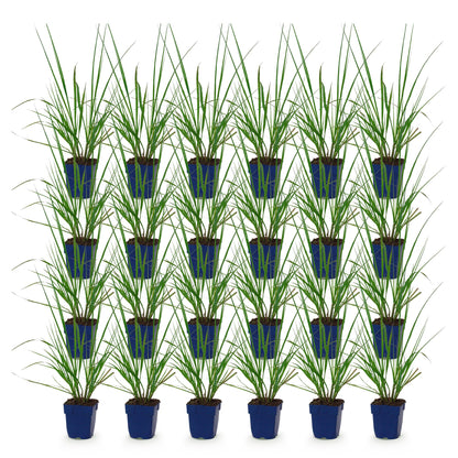 Pennisetum alop. Black Beauty (Herbe à lampes), lot de plusieurs jeunes plants en pots bleus, sur fond blanc. Prêts à être plantés.