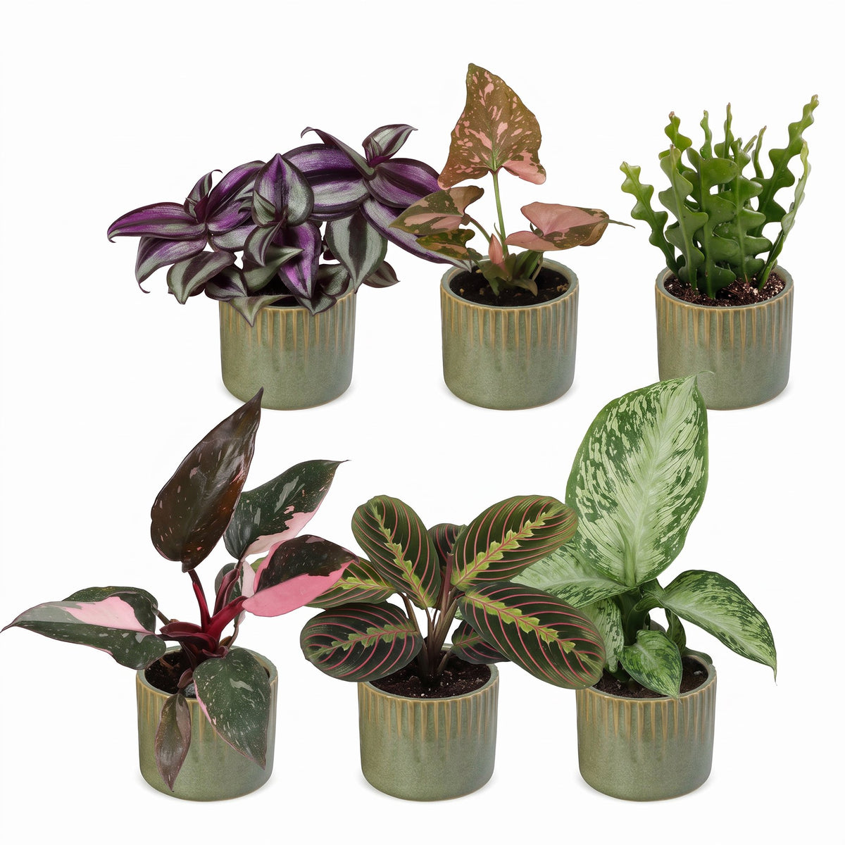 Box surprise plantes en pot de 6 cm, 6 plantes, cache-pot vert olive