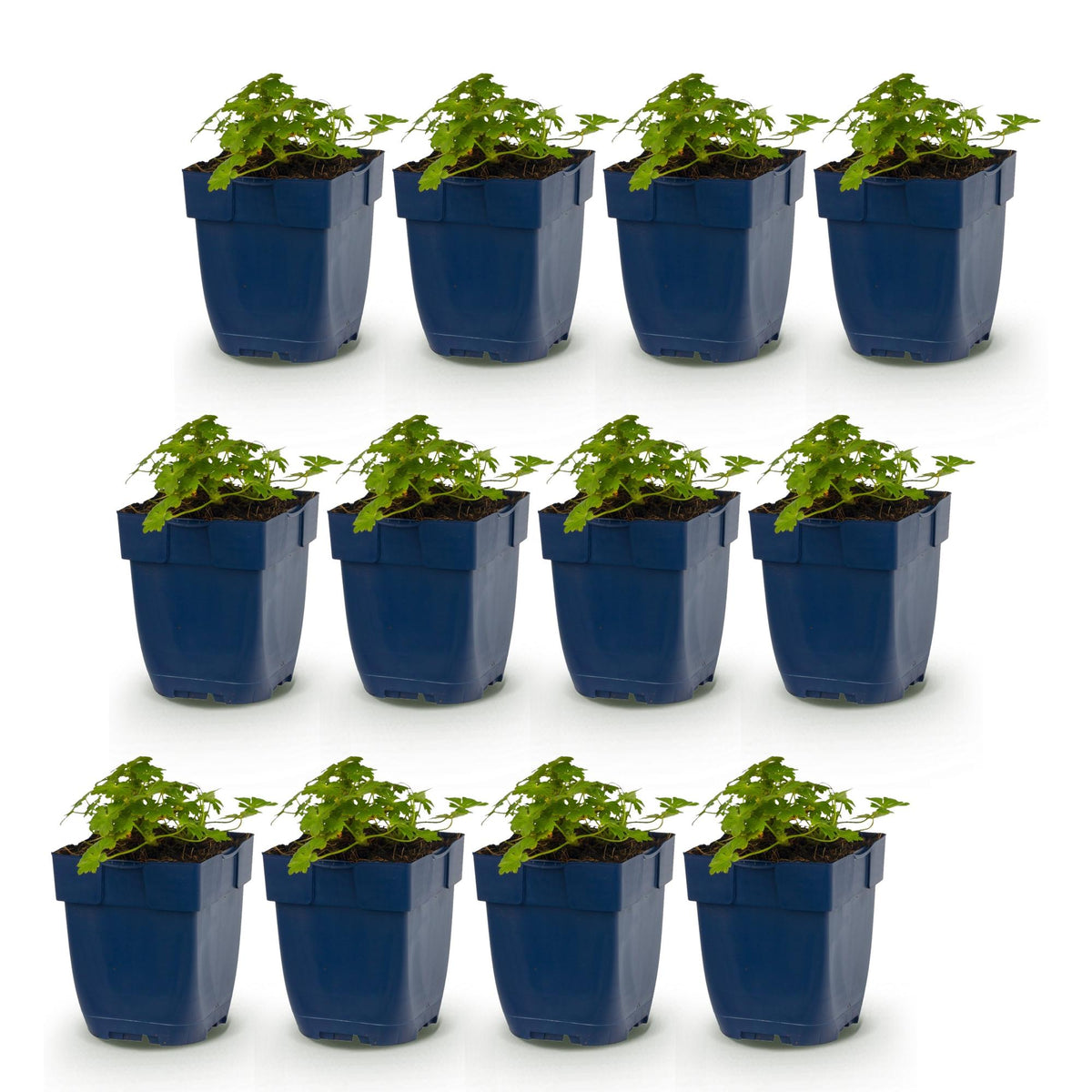 Géranium 'Spessart' - lot de 12 plants en pot de 11 cm