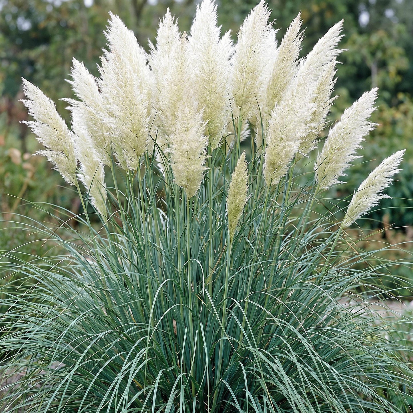 Herbe de la Pampa naine : un majestueux massif d'herbe de la Pampa naine (Cortaderia sell. Pumila) en pleine floraison, avec ses panicules p