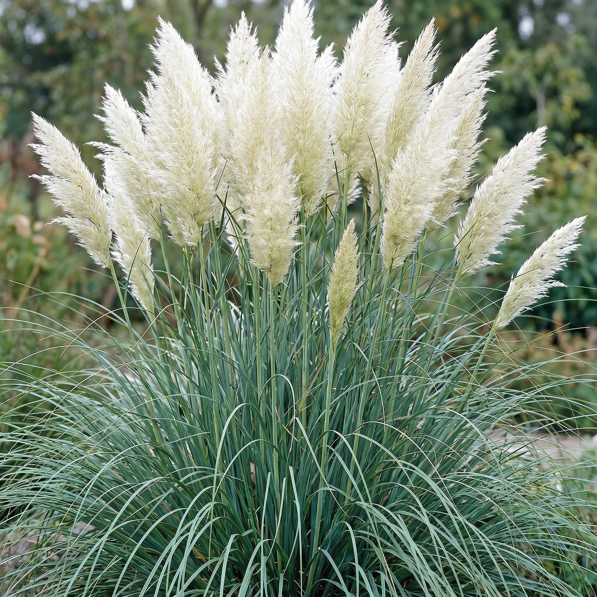 Herbe de la Pampa naine : un majestueux massif d'herbe de la Pampa naine (Cortaderia sell. Pumila) en pleine floraison, avec ses panicules p