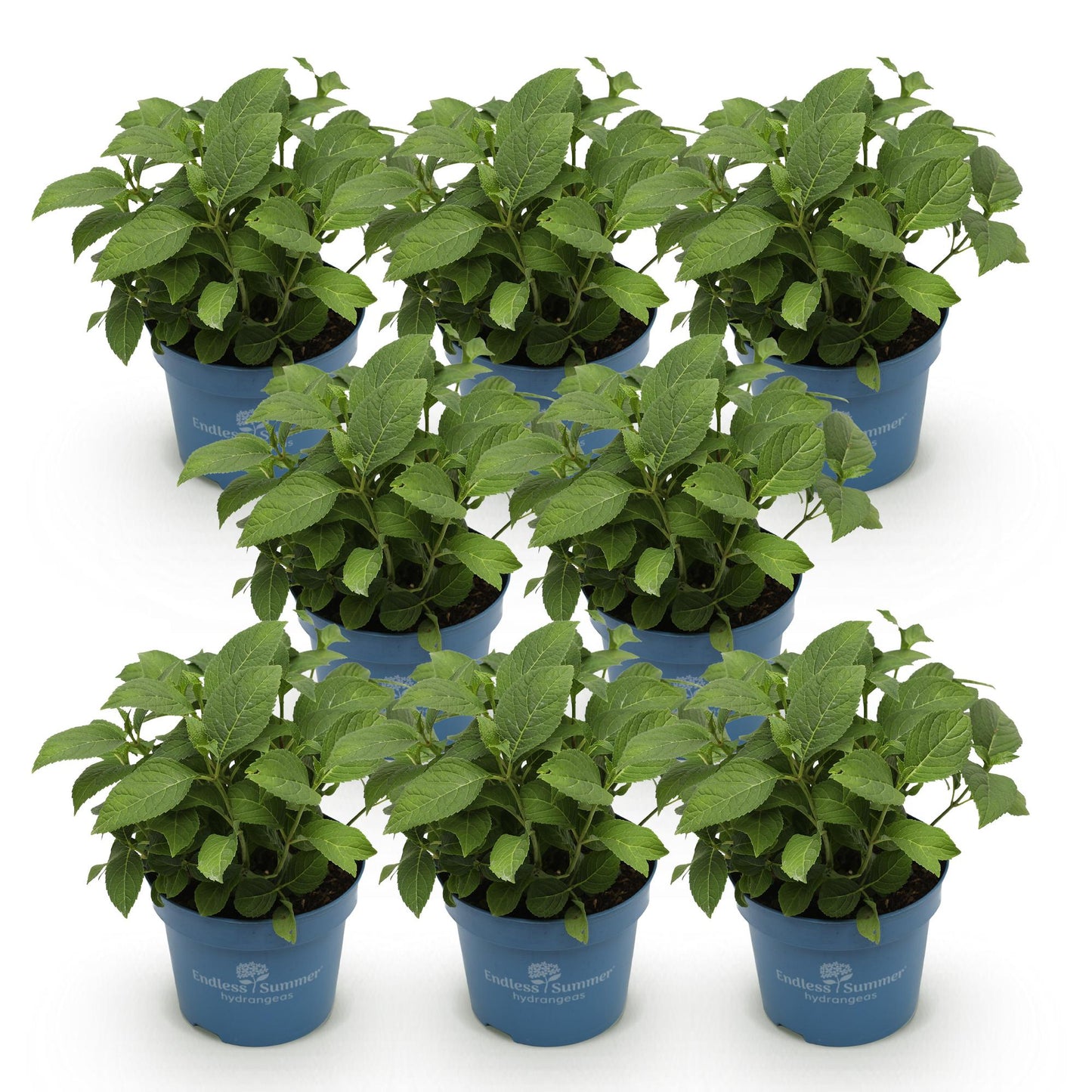 Hortensia Endless Summer The Original Pink en lot de 8 plants en pot bleu sur fond blanc, prêt à planter pour un jardin éclatant.
