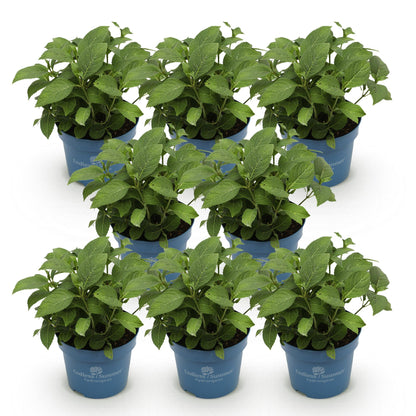 Hortensia Endless Summer The Original Pink en lot de 8 plants en pot bleu sur fond blanc, prêt à planter pour un jardin éclatant.