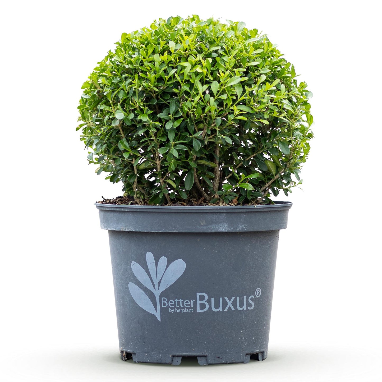 Buxus Boule BetterBuxus Skylight en pot gris, une variété résistante à la pourriture du buxus, sur fond blanc.