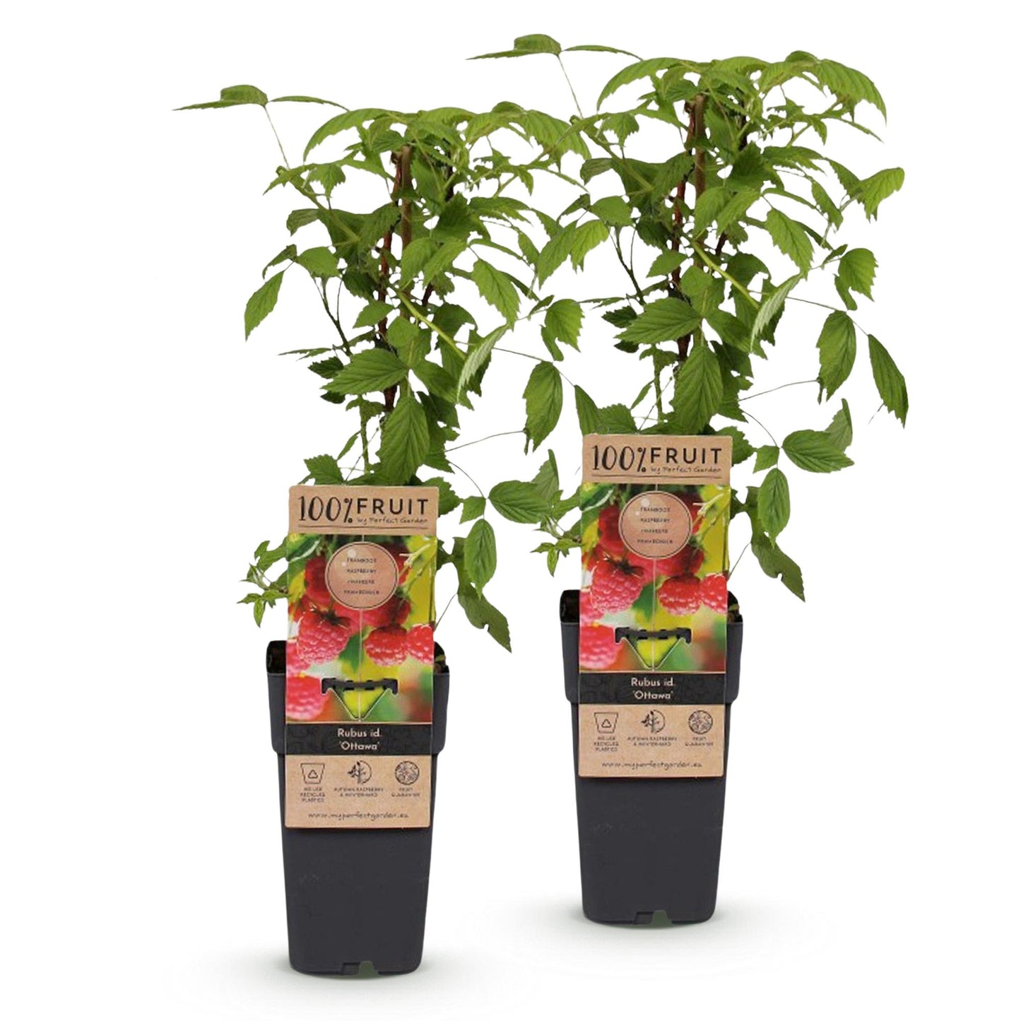 Rubus idaeus Ottawa, framboisiers en pot, prêts à être plantés, sur fond blanc. Ils ont des tiges grimpantes et de jeunes feuilles vertes.