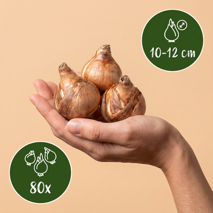 Bulbes de Narcisse botanique en mélange tenus dans une main, calibre 10-12 cm, lot de 80 bulbes.