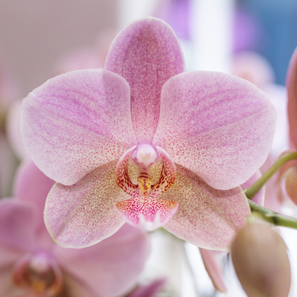 Orchidée Phalaenopsis rose ancien en pot
