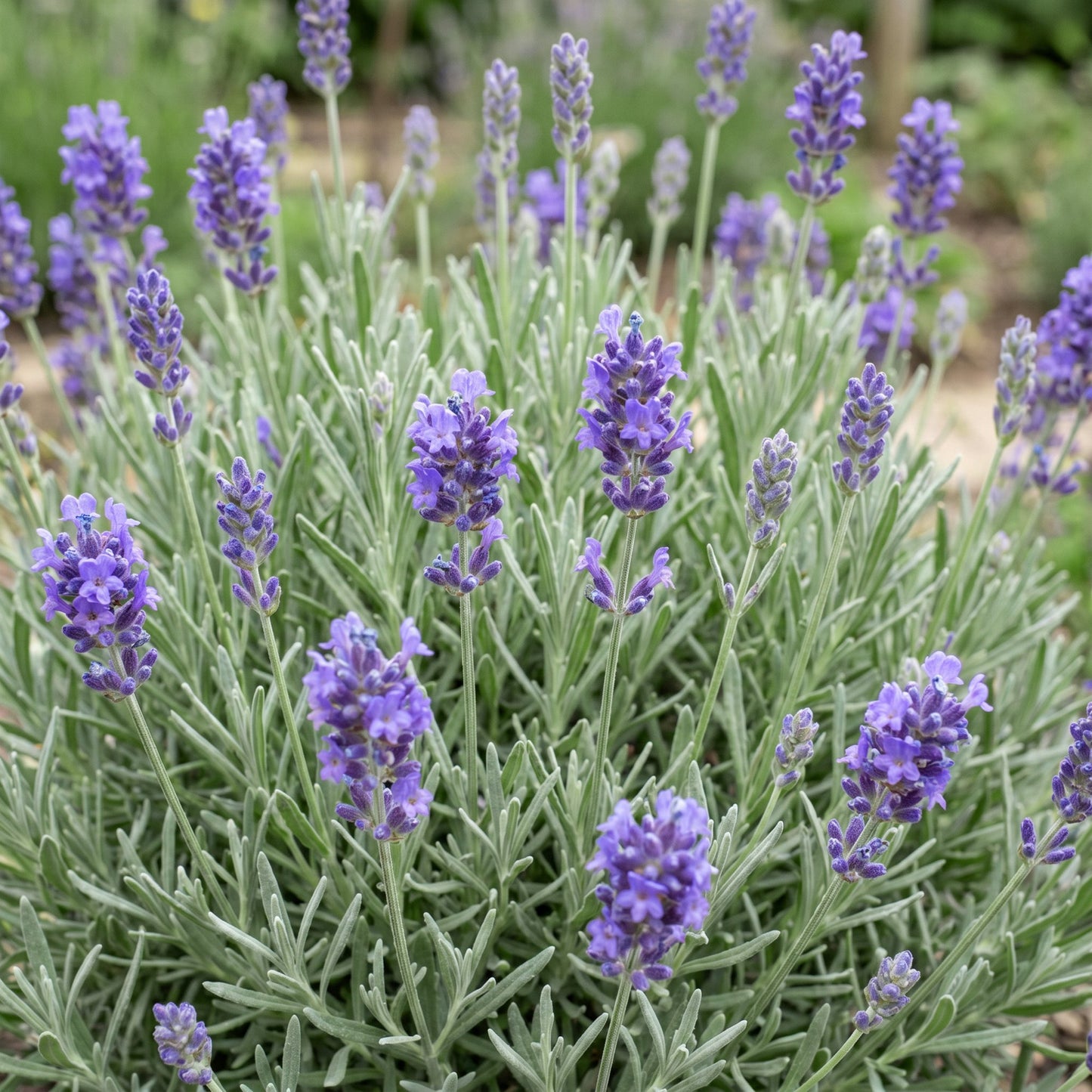 Lavandula ang. Dwarf Blue. Gros plan sur les fleurs et feuilles d'une lavande naine, présentant ses épis violets et son feuillage gris-vert.