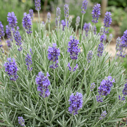 Lavandula ang. Dwarf Blue. Gros plan sur les fleurs et feuilles d'une lavande naine, présentant ses épis violets et son feuillage gris-vert.