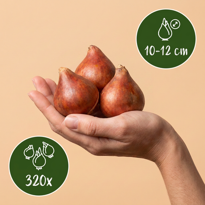 Bulbes de Tulipe Darwin Hybride en mélange tenus dans une main, calibre 10-12 cm, lot de 320 bulbes.