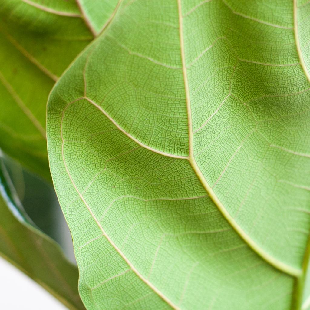 Ficus Lyrata avec pot Potter blanc - 80cm - Ø21