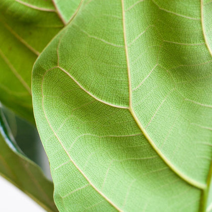 Ficus Lyrata avec pot Potter blanc - 80cm - Ø21