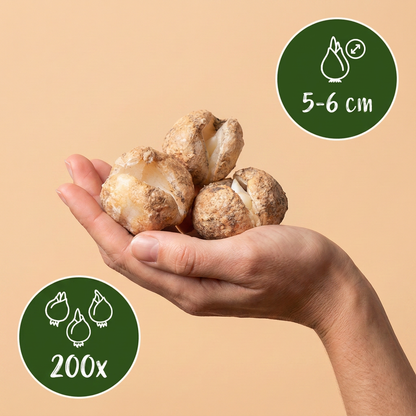 Bulbes de Perce-neige géant tenus dans une main, calibre 5-6 cm, lot de 200 bulbes.