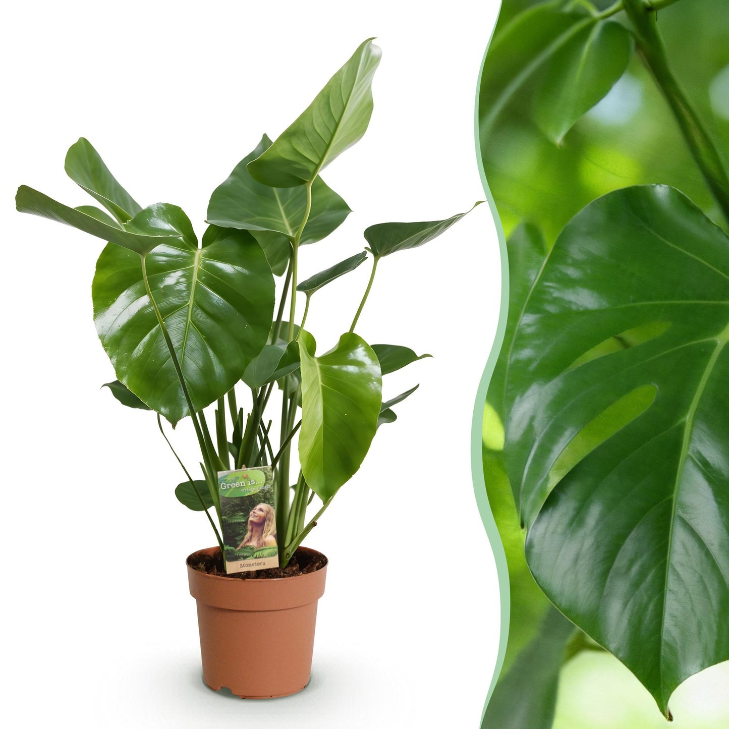 Plantes d'intérieur - Monstera Deliciosa - Plante à trous - Peu d'entretien - Vert - 1 Plante - Pot 21cm - Hauteur 70-80cm