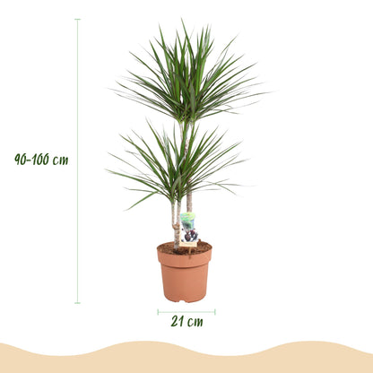 Plantes d'intérieur - Dracaena Marginata - Arbre de dragon - Peu d'entretien - Vert - 1 Plante - Pot 21cm - Hauteur 90-100cm