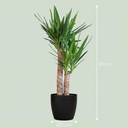 Yucca Elephantipes avec Potter noir - 90cm - Ø21