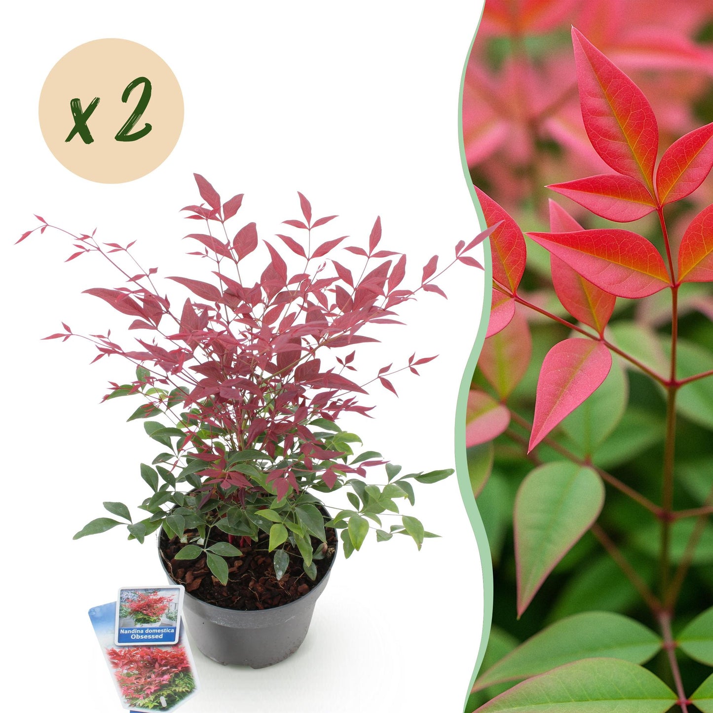 Nandina Obsessed, plant en pot avec feuillage rouge et vert. Une bulle indique « x 2 », montrant qu'il s'agit d'un lot de deux plants.
