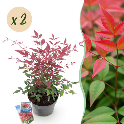 Nandina Obsessed, plant en pot avec feuillage rouge et vert. Une bulle indique « x 2 », montrant qu'il s'agit d'un lot de deux plants.