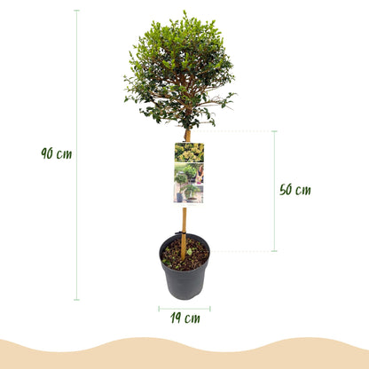 Ligustrum delavayanum sur tige en pot de 19 cm. Schéma indiquant une hauteur totale de 90 cm et une hauteur de feuillage de 50 cm.