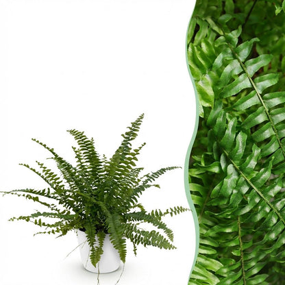 Plante d'intérieur - Nephrolepsis exaltata Green Lady - Fougère - Plante amicale pour les animaux - Verte - 1 Plante - avec Potter Blanc - Pot 12cm - Hauteur 25cm
