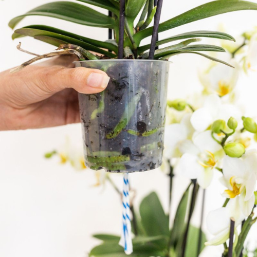 Orchidée Phalaenopsis violette en pot