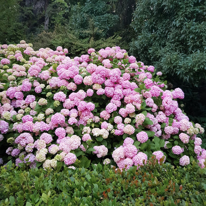 Hydrangea macrophylla Rose. Magnifique massif d'hortensias roses en fleurs dans un jardin, avec des feuillages verts en arrière-plan.