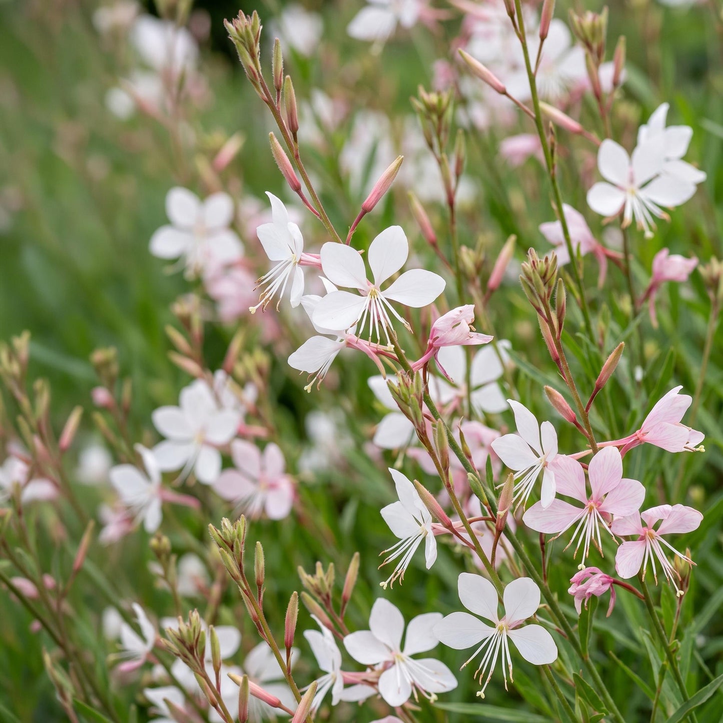 Gaura lindheimeri Whirling Butterflies. Fleurs blanches et roses pastel aux longues étamines sur tiges fines et feuillage vert clair.