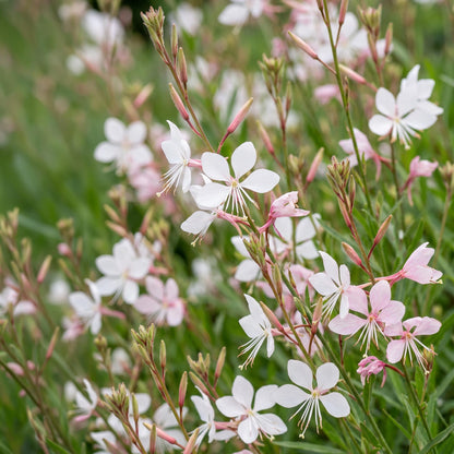Gaura lindheimeri Whirling Butterflies. Fleurs blanches et roses pastel aux longues étamines sur tiges fines et feuillage vert clair.