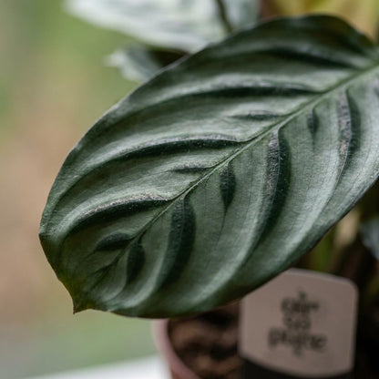 Gros plan sur une feuille de Ctenanthe Burle Marxii avec ses motifs verts sombres en forme d'arête de poisson