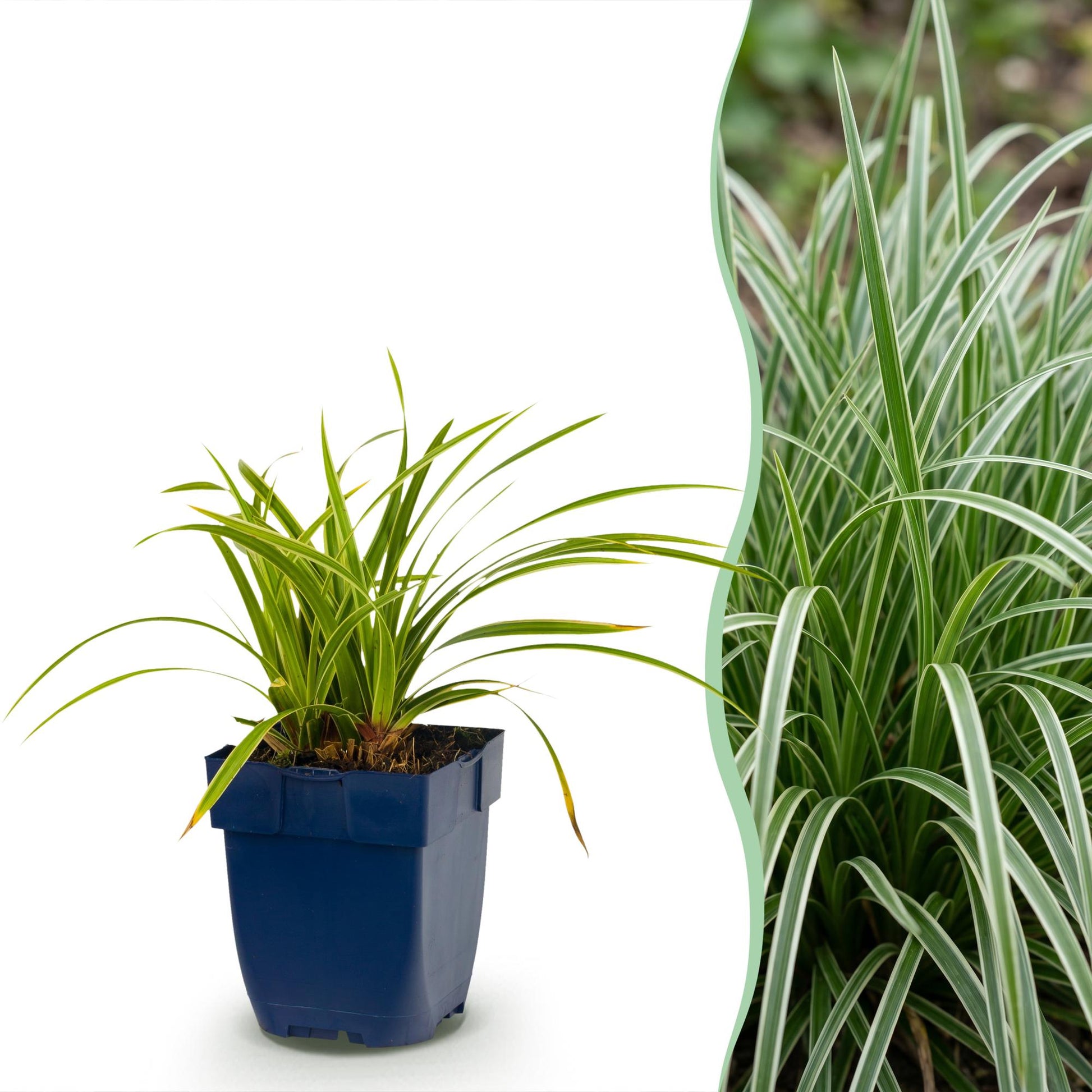 Carex morrowii Ice Dance en pot bleu sur fond blanc, juxtaposé à un massif de Carex morrowii Ice Dance en pleine terre.