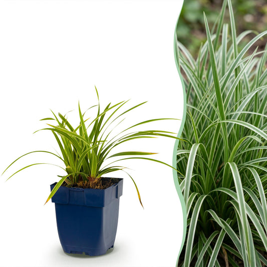 Carex morrowii Ice Dance en pot bleu sur fond blanc, juxtaposé à un massif de Carex morrowii Ice Dance en pleine terre.