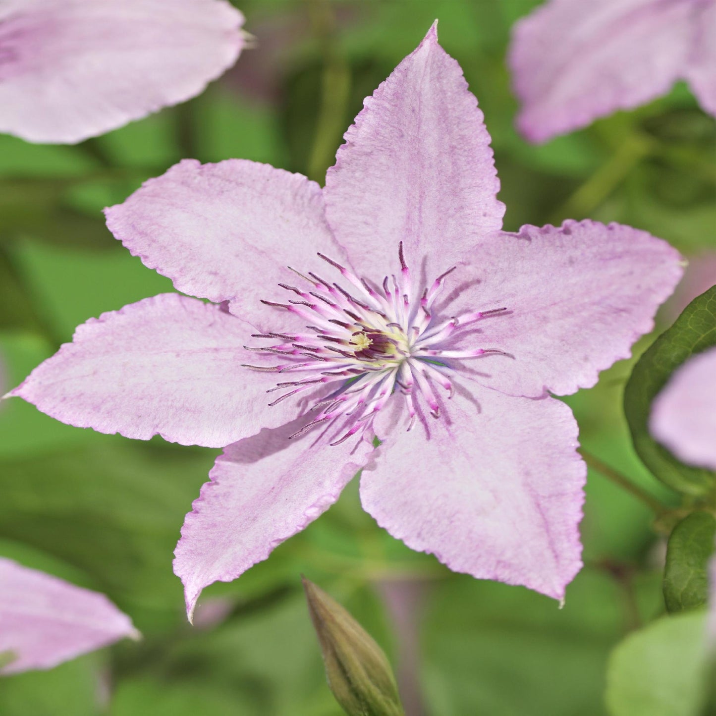 Clématite Hagley Hybrid, gros plan d'une fleur rose tendre aux pétales délicats et au cœur riche en étamines violettes.
