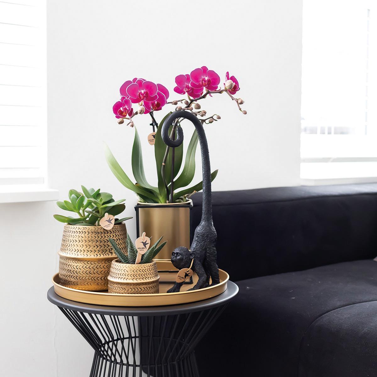 Orchidée Phalaenopsis violette en pot