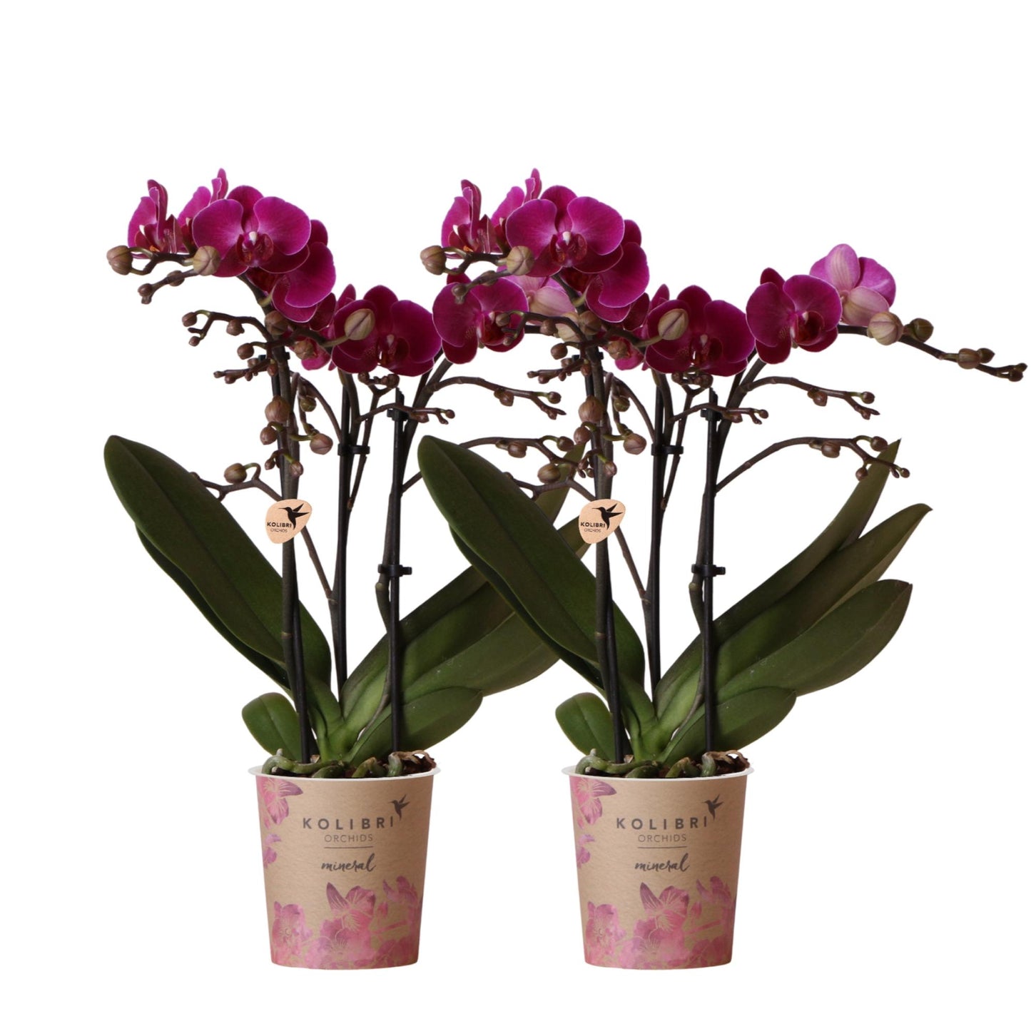 Orchidée Phalaenopsis violette en pot