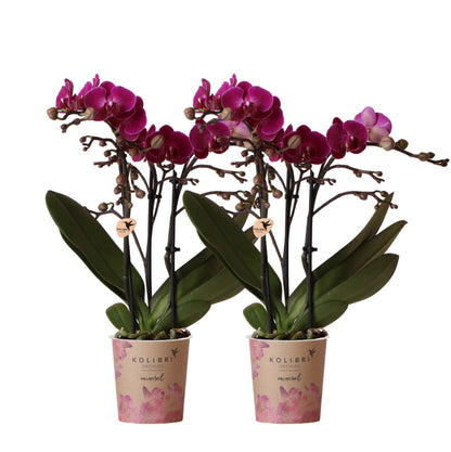 Orchidée Phalaenopsis violette en pot