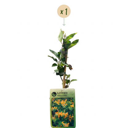 Chèvrefeuille de Tellmann (Lonicera x tellmanniana) - grimpante fleurie