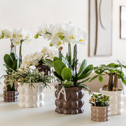 Cache-pot céramique mat texture bulles - douceur cosy - blanc