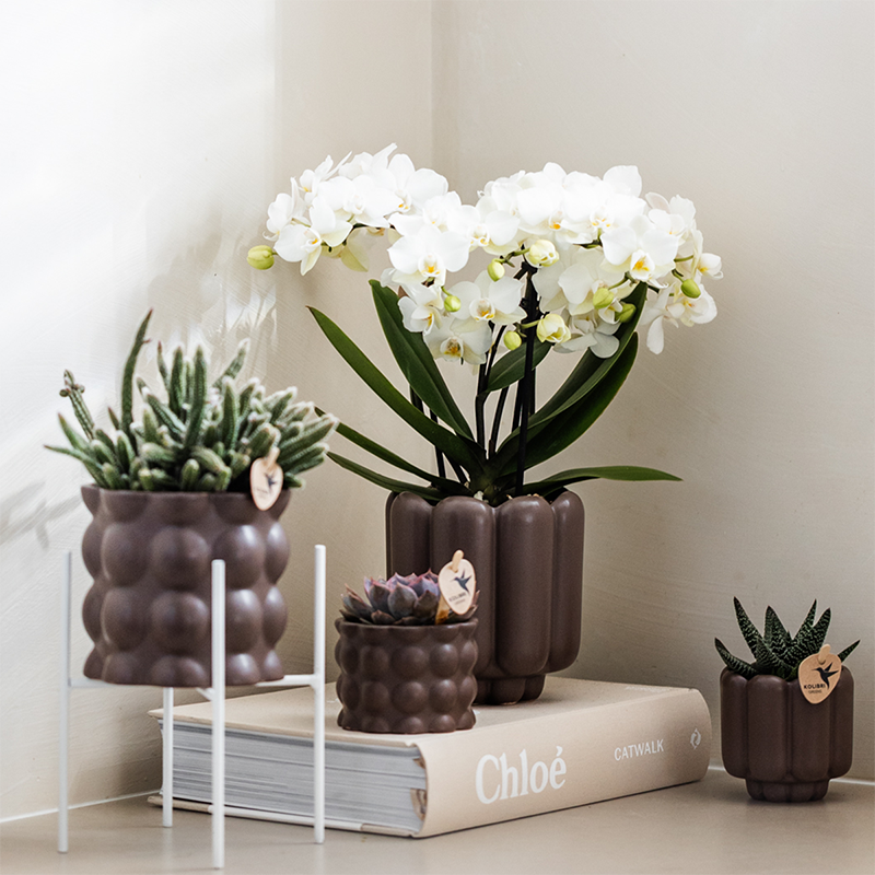 Orchidée Phalaenopsis blanche en pot