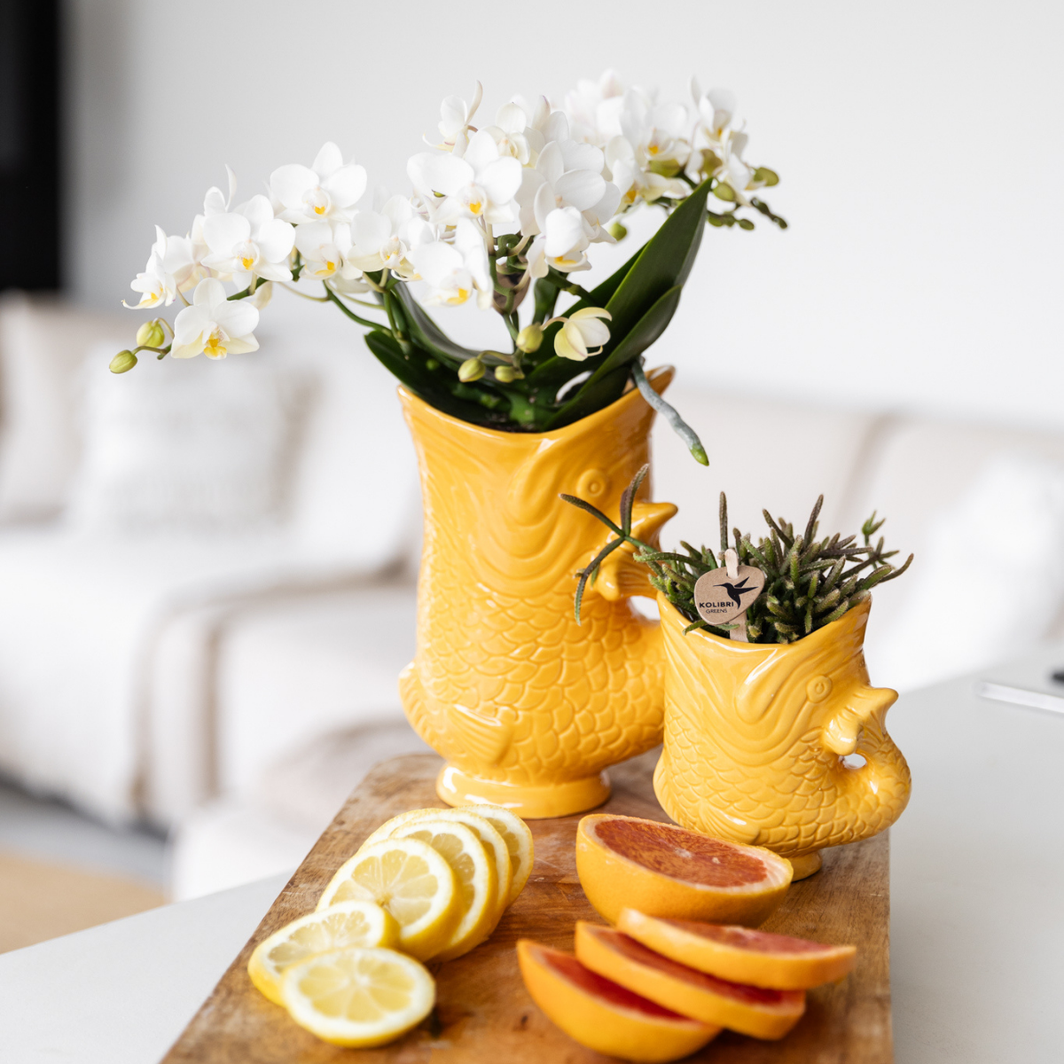Orchidée Phalaenopsis blanche en pot