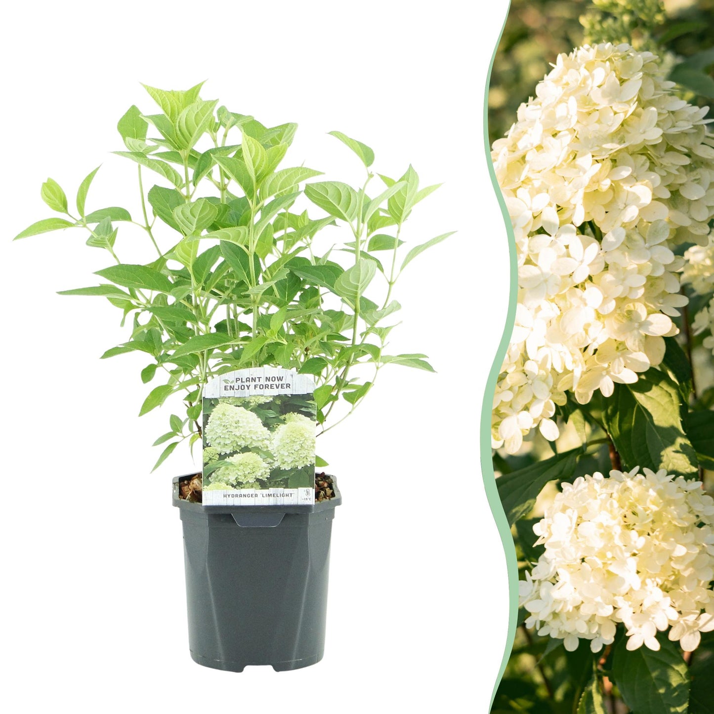 Hortensia Paniculée Limelight : Jeune plant en pot sur fond blanc à gauche, et gros plan de ses grandes fleurs blanc crème sur fond vert à d
