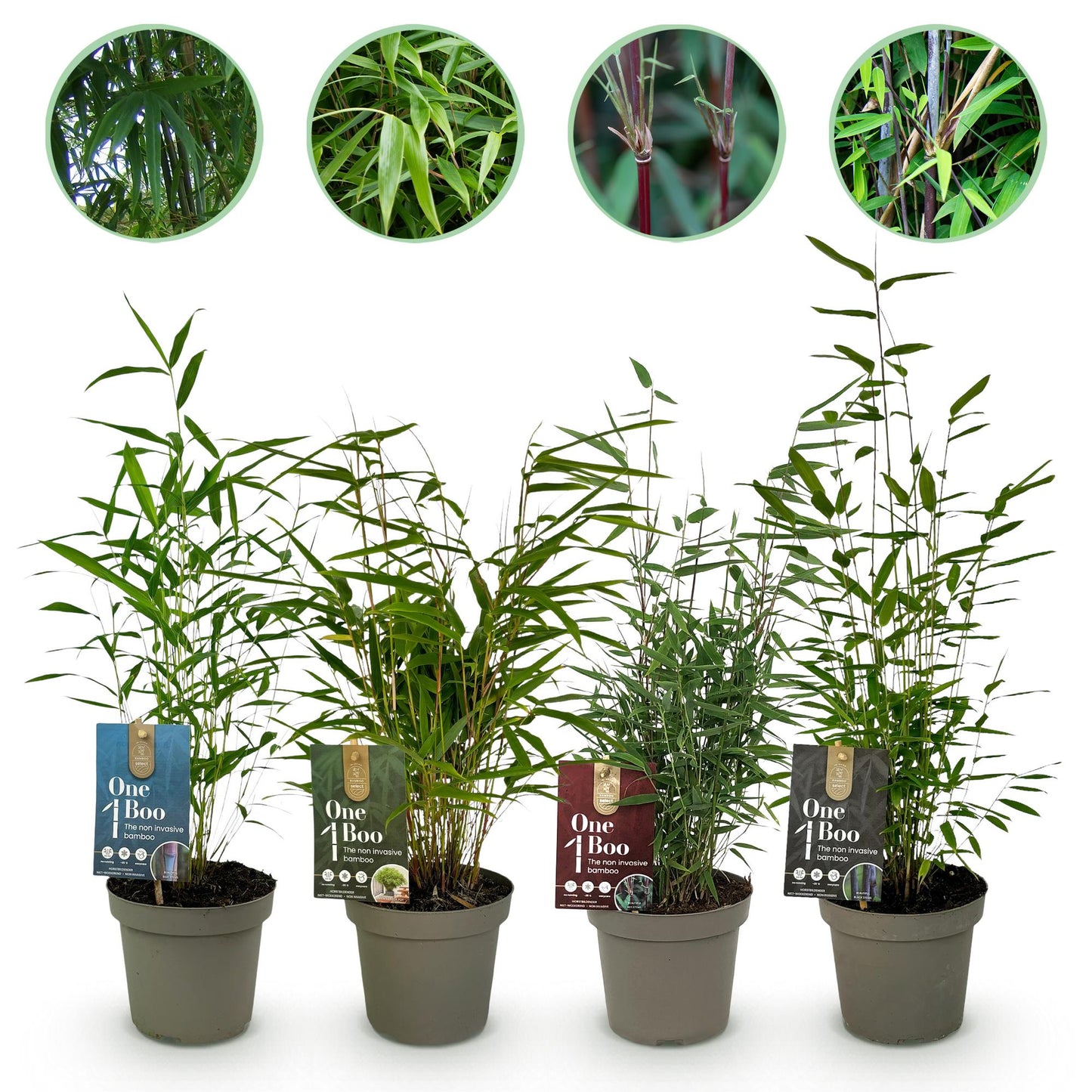 Bambou Fargesia mix Rainbow : 4 plants en pot avec des étiquettes colorées, alignés sur fond blanc. Différents types de feuillage et de tige